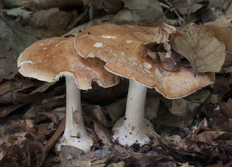 Leucocortinarius bulbiger